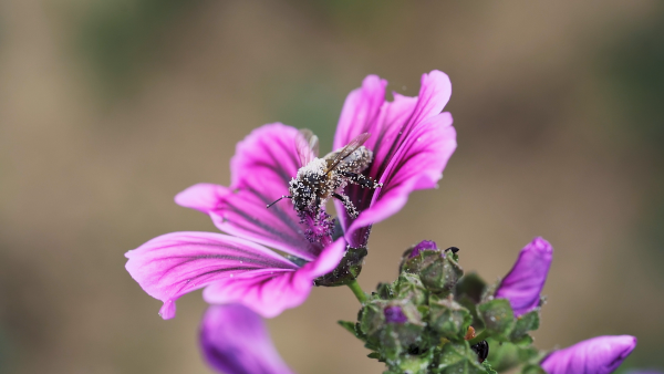 Fleur